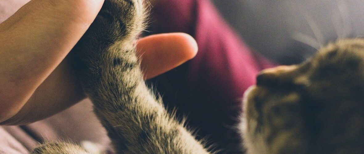 L'entente parfaite avec son animal !