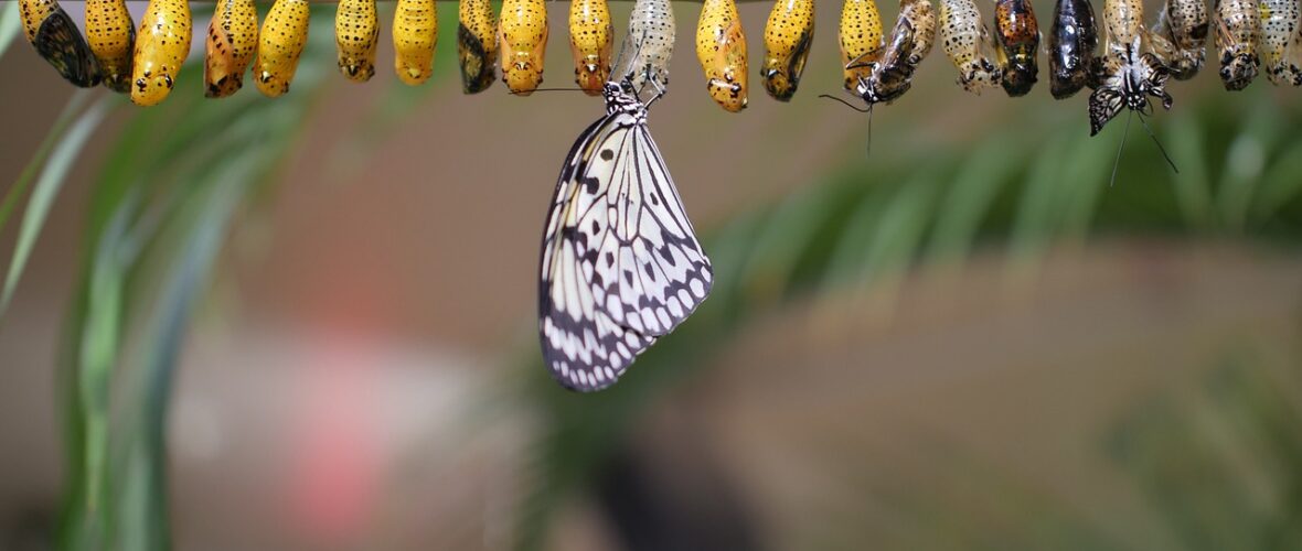 Transition : quand la chenille doit se faire chrysalide, pour se transformer en papillon