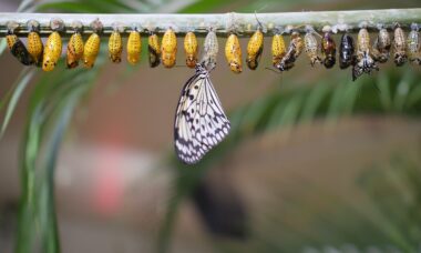 Transition : quand la chenille doit se faire chrysalide, pour se transformer en papillon